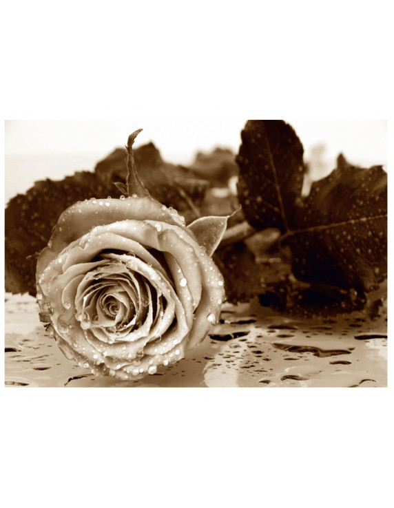 FOTOMURAL ROSA B/N