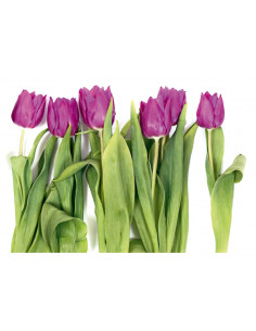 FOTOMURAL TULIPANES VIOLETA 2